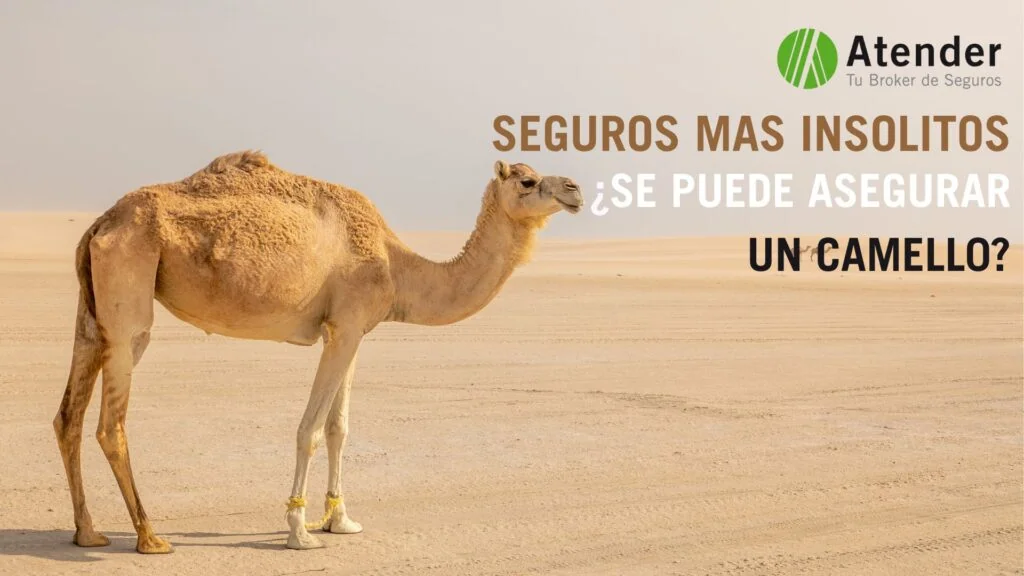 ¿Te imaginabas que alguien podía asegurar un camello? Los seguros más insólitos… que tienen todo el sentido